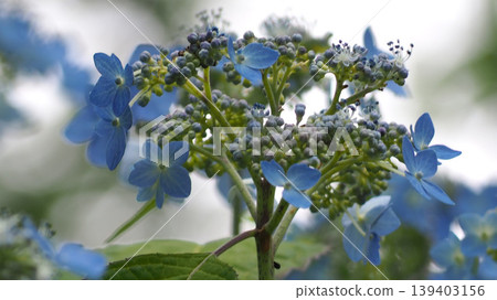 Blue hydrangea 139403156