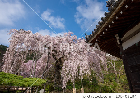 Weeping cherry tree planted by Keishoin Weeping cherry tree planted by Keishoin 139403194