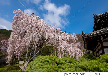 Weeping cherry tree planted by Keishoin Weeping cherry tree planted by Keishoin 139403195