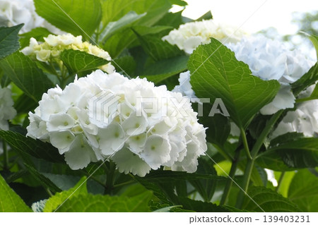 白色繡球花 白色繡球花 139403231
