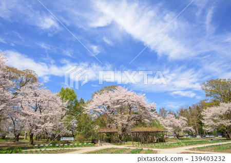 福島縣伊佐澄神社的鳶尾花園裡櫻花盛開。 福島縣伊佐澄神社的鳶尾花園裡櫻花盛開。 139403232