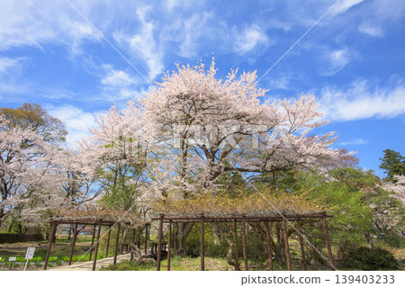 福島縣伊佐澄神社的鳶尾花園裡櫻花盛開。 139403233