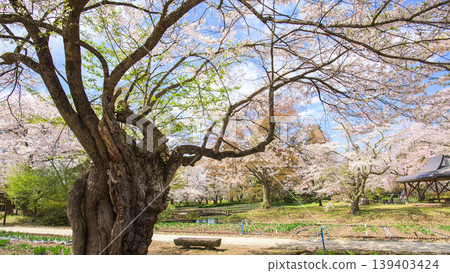 福島縣伊佐澄神社的鳶尾花園裡櫻花盛開。 福島縣伊佐澄神社的鳶尾花園裡櫻花盛開。 139403424