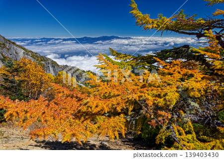 The autumn foliage of larch trees in the Southern Alps, the Houou Sanzan, and Akanukizawa-no-atama, and the Okuchichibu mountain range above the clouds. The autumn foliage of larch trees in the Southern Alps, the Houou Sanzan, and Akanukizawa-no-atama, and the Okuchichibu mountain range above the clouds. 139403430