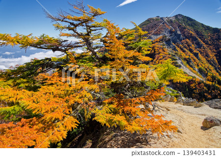 南阿爾卑斯山脈鳳凰三山山脈赤武澤之宿的落葉松秋葉，以及觀音山。 139403431