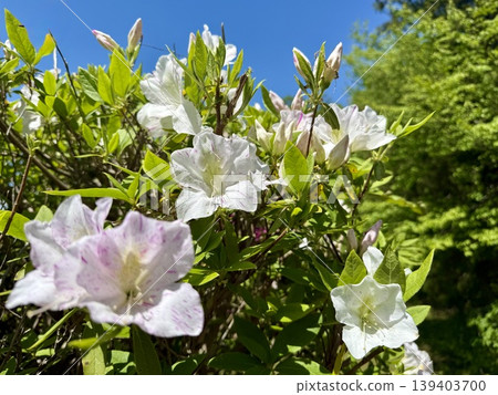 白色的杜鵑花在夏日的藍天下格外醒目。 白色的杜鵑花在夏日的藍天下格外醒目。 139403700