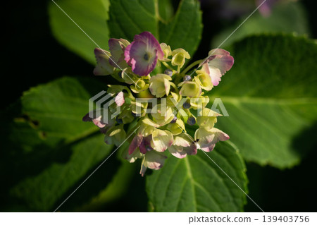 hydrangea hydrangea 139403756