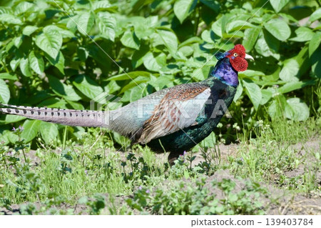 Pheasant pheasant / Japan 139403784