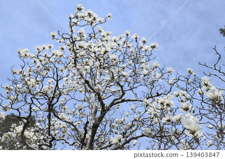 Branches of a blooming magnolia tree in Yiheyuan Park in Beijing, China, against the sky in spring Branches of a blooming magnolia tree in Yiheyuan Park in Beijing, China, against the sky in spring 139403847