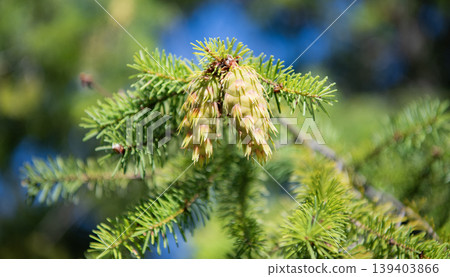 Fir tree pinecone, closeup. Macro of fir tree pine outdoor. Evergreen nature. Fir pine tree spruce Fir tree pinecone, closeup. Macro of fir tree pine outdoor. Evergreen nature. Fir pine tree spruce 139403866