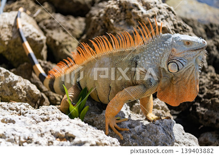 Exotic reptile animal. Wildlife fauna. Wild iguana lizard. Iguana lizard on the stone. Exotic iguana reptile. Exotic pet Exotic reptile animal. Wildlife fauna. Wild iguana lizard. Iguana lizard on the stone. Exotic iguana reptile. Exotic pet 139403882