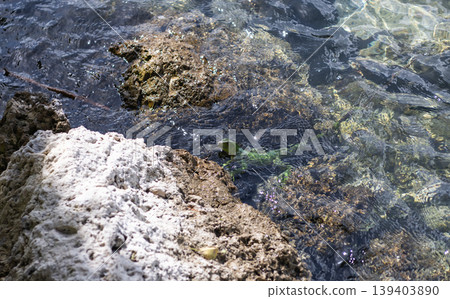 Iguana lizard in water. Exotic iguana reptile. Exotic reptile animal. Wildlife fauna. Wild iguana lizard Iguana lizard in water. Exotic iguana reptile. Exotic reptile animal. Wildlife fauna. Wild iguana lizard 139403890