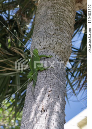 Exotic iguana reptile. Exotic reptile animal. Wildlife fauna. Wild iguana lizard. Iguana lizard on the tree Exotic iguana reptile. Exotic reptile animal. Wildlife fauna. Wild iguana lizard. Iguana lizard on the tree 139403892