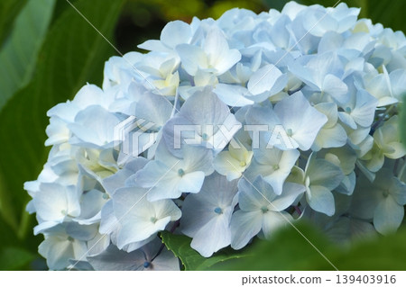 Blue hydrangea Blue hydrangea 139403916