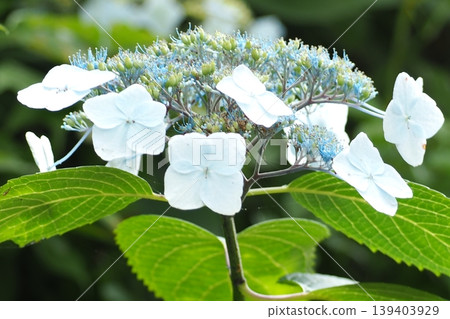  繡球花 139403929