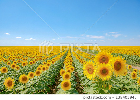 A summer sunflower field stretching across the blue sky A summer sunflower field stretching across the blue sky 139403943