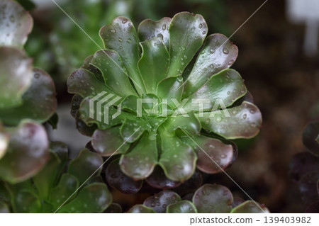 黑王子多肉植物與雨滴 黑王子多肉植物與雨滴 139403982