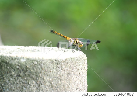 Park dragonfly 139404098