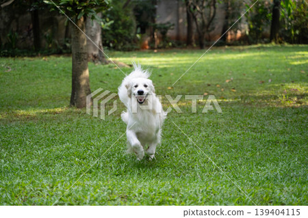 A golden retriever running across the grass / An active dog playing in nature A golden retriever running across the grass / An active dog playing in nature 139404115