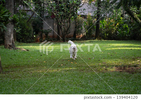 A golden retriever running across the grass / An active dog playing in nature A golden retriever running across the grass / An active dog playing in nature 139404120