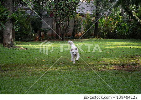 A golden retriever running across the grass / An active dog playing in nature A golden retriever running across the grass / An active dog playing in nature 139404122