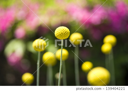 Craspedia's yellow ball-like flowers are in bloom. The scientific name is Craspedia globosa. 139404221