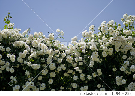 White roses are in bloom in the rose garden. The name of this rose is Iceberg (Schnewigen). 139404235