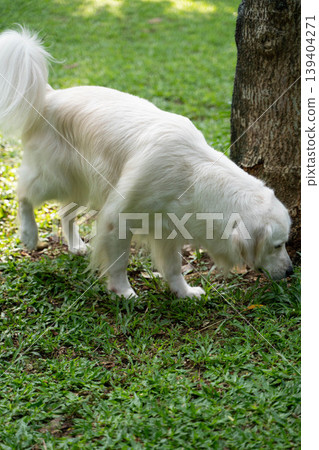 A golden retriever sniffing the grass / A dog's peaceful daily life in nature A golden retriever sniffing the grass / A dog's peaceful daily life in nature 139404271