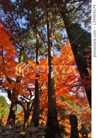 Itoshima City, Raizan Sennyoji Temple: Golden-shining maple leaves 139404274