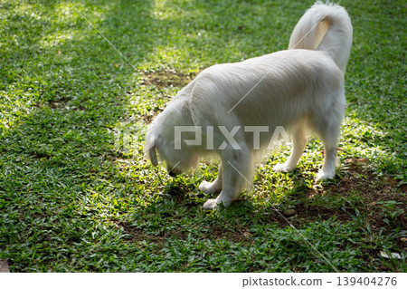 A golden retriever sniffing the grass / A dog's peaceful daily life in nature 139404276