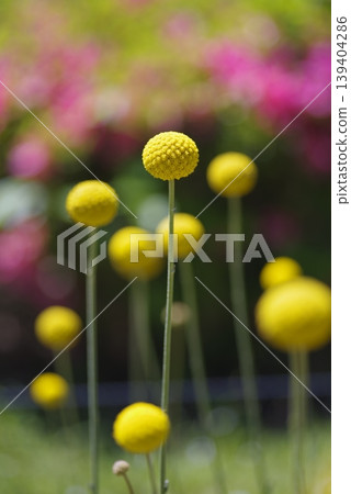 Craspedia's yellow ball-like flowers are in bloom. The scientific name is Craspedia globosa. Craspedia's yellow ball-like flowers are in bloom. The scientific name is Craspedia globosa. 139404286