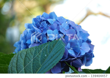 Blue hydrangea Blue hydrangea 139404457