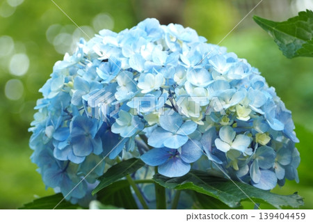 藍色繡球花 藍色繡球花 139404459