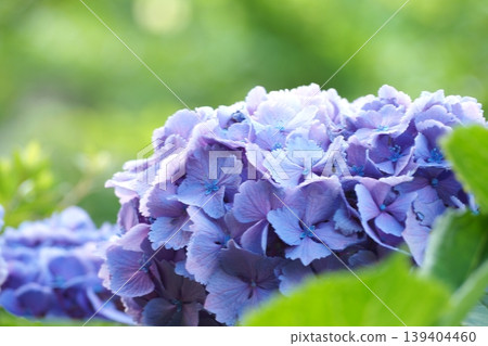 藍色繡球花 藍色繡球花 139404460