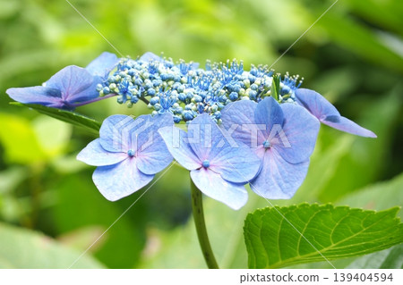 藍色繡球花 藍色繡球花 139404594