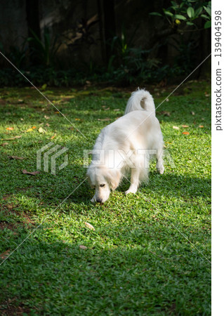 A golden retriever sniffing the grass / A dog's peaceful daily life in nature 139404598