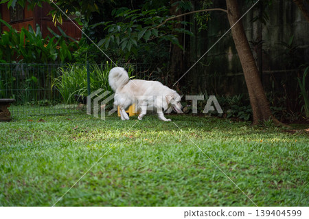 A golden retriever sniffing the grass / A dog's peaceful daily life in nature 139404599