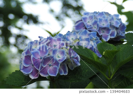 Hydrangea blooming in the rainy season Hydrangea blooming in the rainy season 139404683
