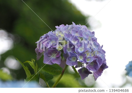 藍色繡球花 藍色繡球花 139404686