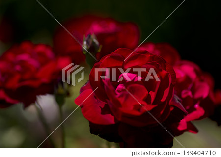A red rose is blooming in the rose garden. The name of this rose is Lili Marleen. A red rose is blooming in the rose garden. The name of this rose is Lili Marleen. 139404710