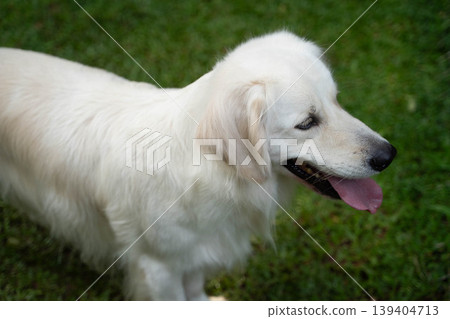 A profile view of a golden retriever standing on the grass / A dog portrait with a calm expression A profile view of a golden retriever standing on the grass / A dog portrait with a calm expression 139404713