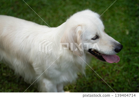 A profile view of a golden retriever standing on the grass / A dog portrait with a calm expression A profile view of a golden retriever standing on the grass / A dog portrait with a calm expression 139404714