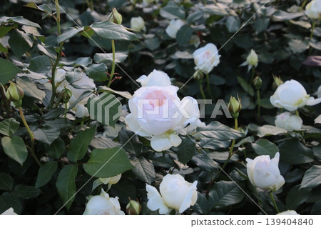 51朵玫瑰 51朵玫瑰 139404840