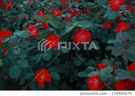 玫瑰花 81 139404870