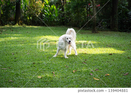 一隻金毛犬站在草地上 / 一隻狗在自然環境中。 139404881