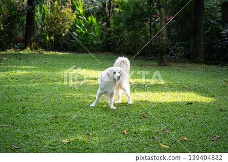 A golden retriever standing on the grass / A dog in a natural setting. A golden retriever standing on the grass / A dog in a natural setting. 139404882