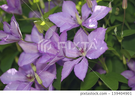 盛開的紫色鐵線蓮花。品種名稱是瑪格麗特手。 139404901