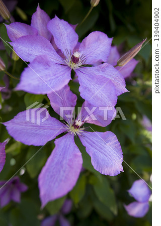 盛開的紫色鐵線蓮花。品種名稱是瑪格麗特手。 139404902