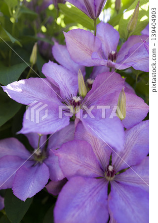 盛開的紫色鐵線蓮花。品種名稱是瑪格麗特手。 139404903