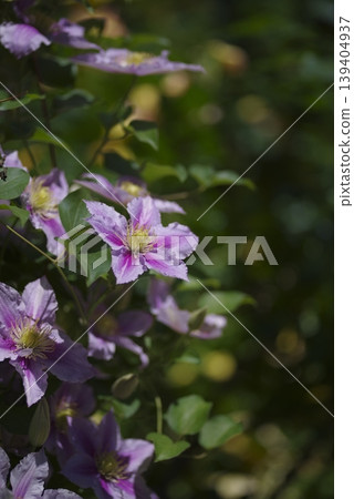 盛開的粉紅色鐵線蓮花。品種名稱是 Peel。 139404937